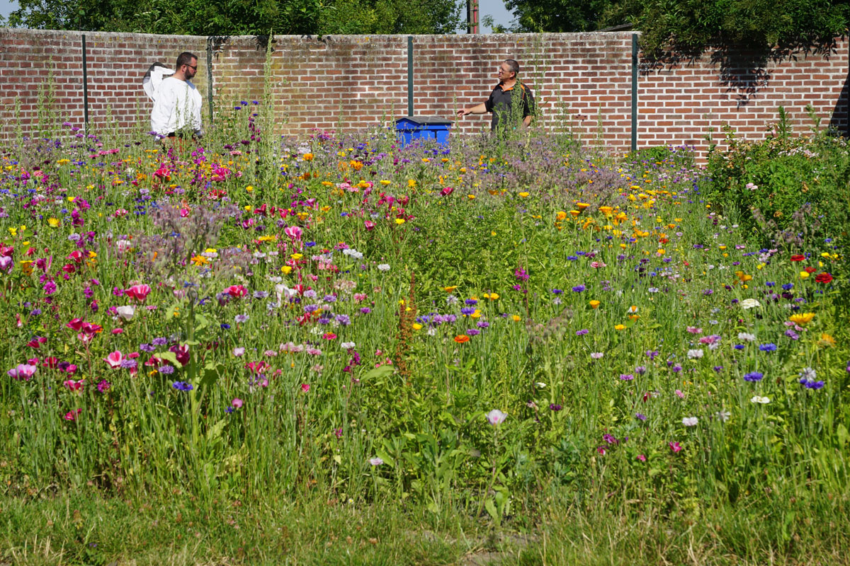 La photographie montre la prairie mellifère semée dans le jardin d'agrément du F