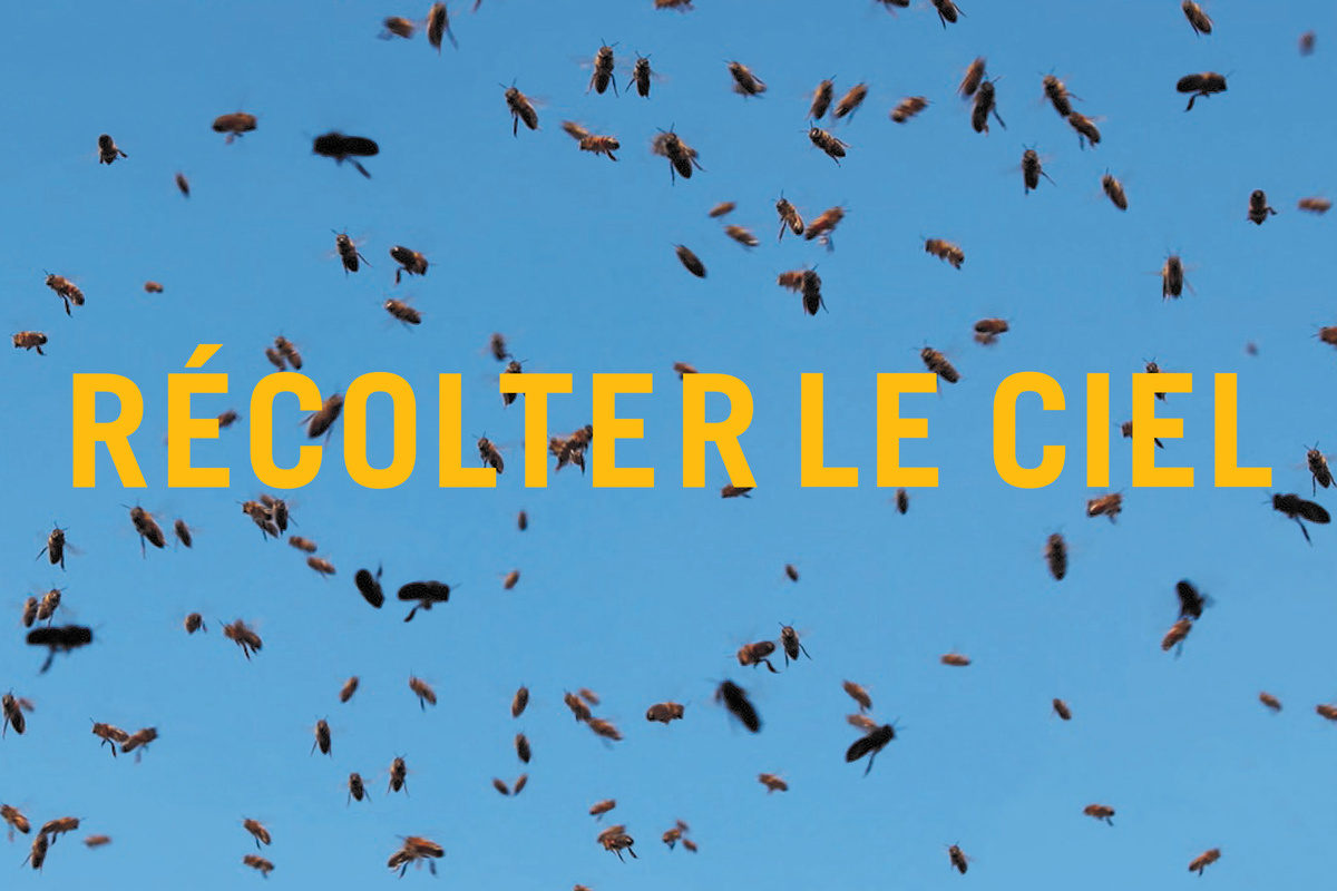 La photographie montre des abeilles volant dans le ciel