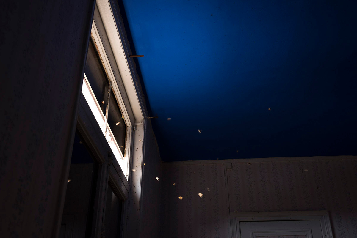 La photographie montre des abeilles en vol dans un appartement du Familistère.