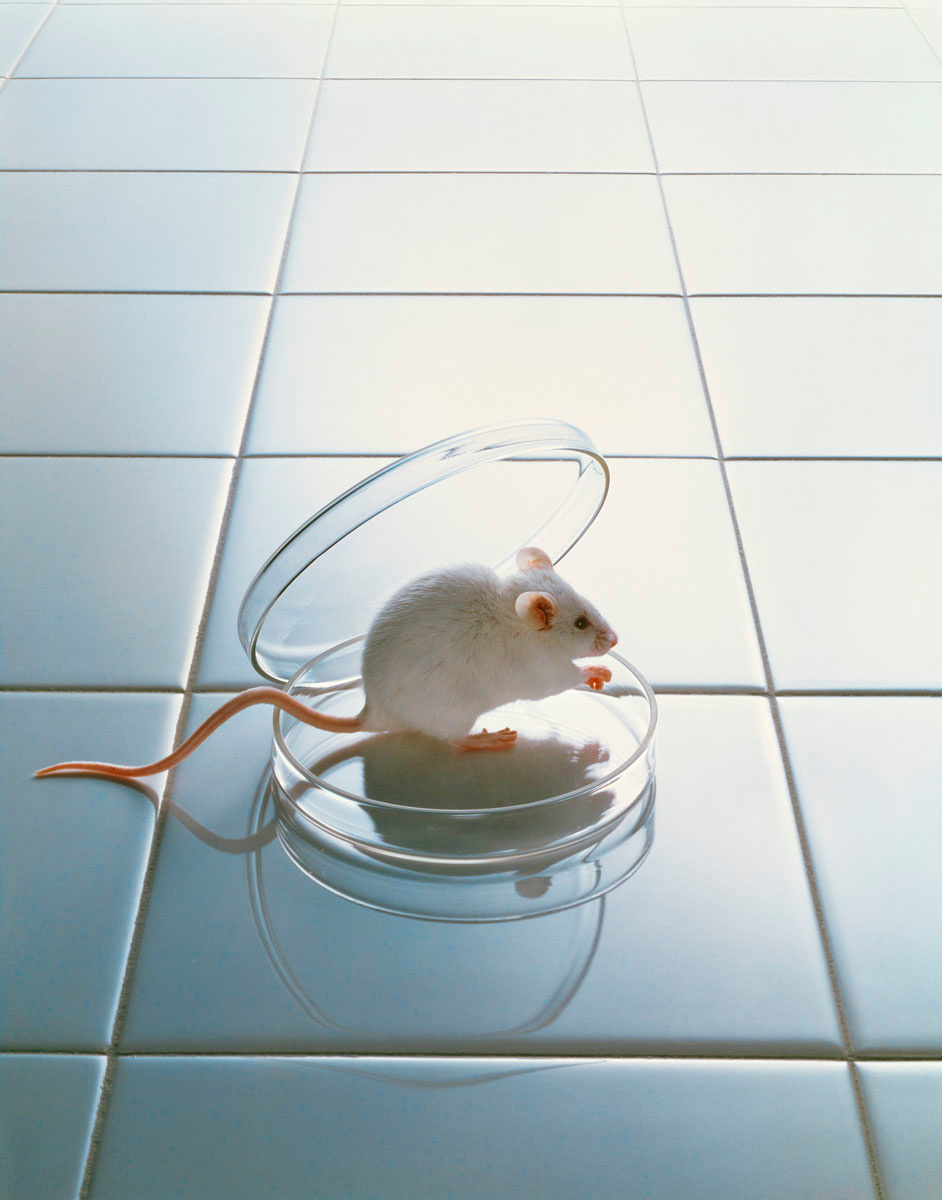 La photographie montre une souris sur une paillasse de laboratoire.