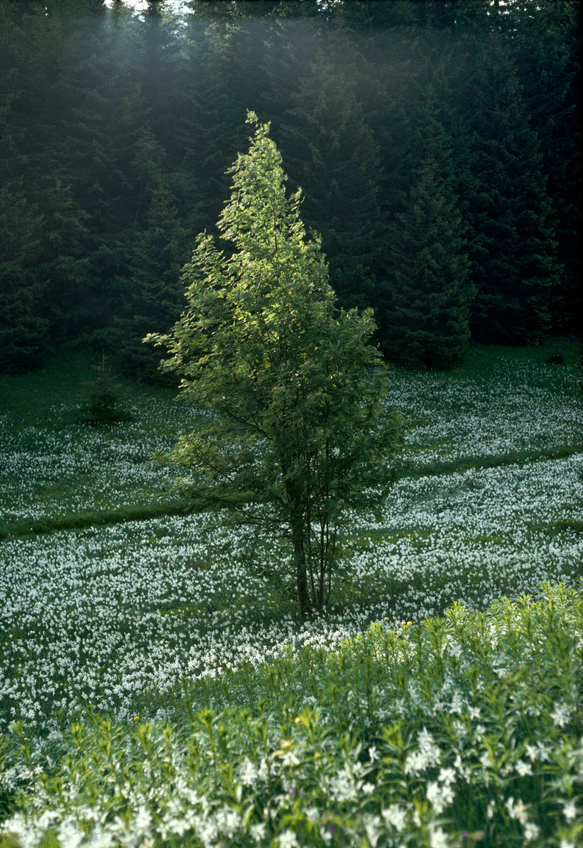 La photographie montre un arbre dans une prairie fleurie.