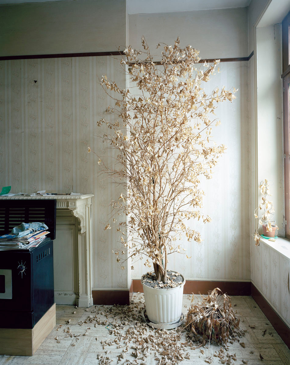 Vue d'un ficus desséché dans un appartement