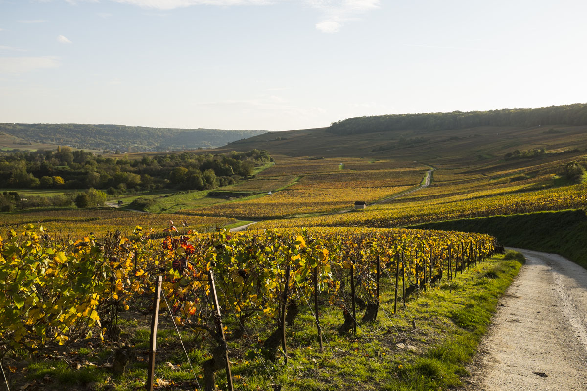 Paysage de l'Aisne : champs et vignes