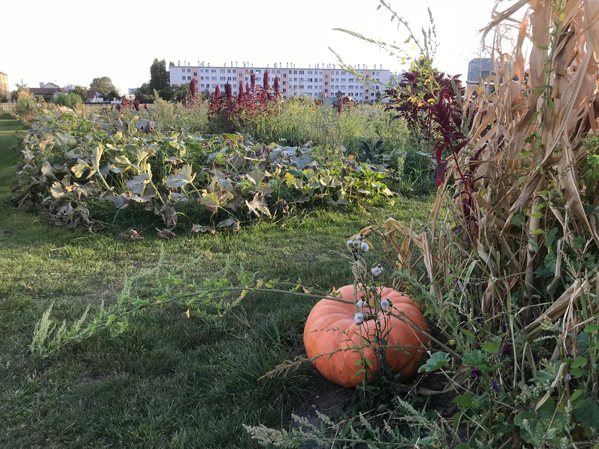 La photographie montre une citrouille dans un potager.