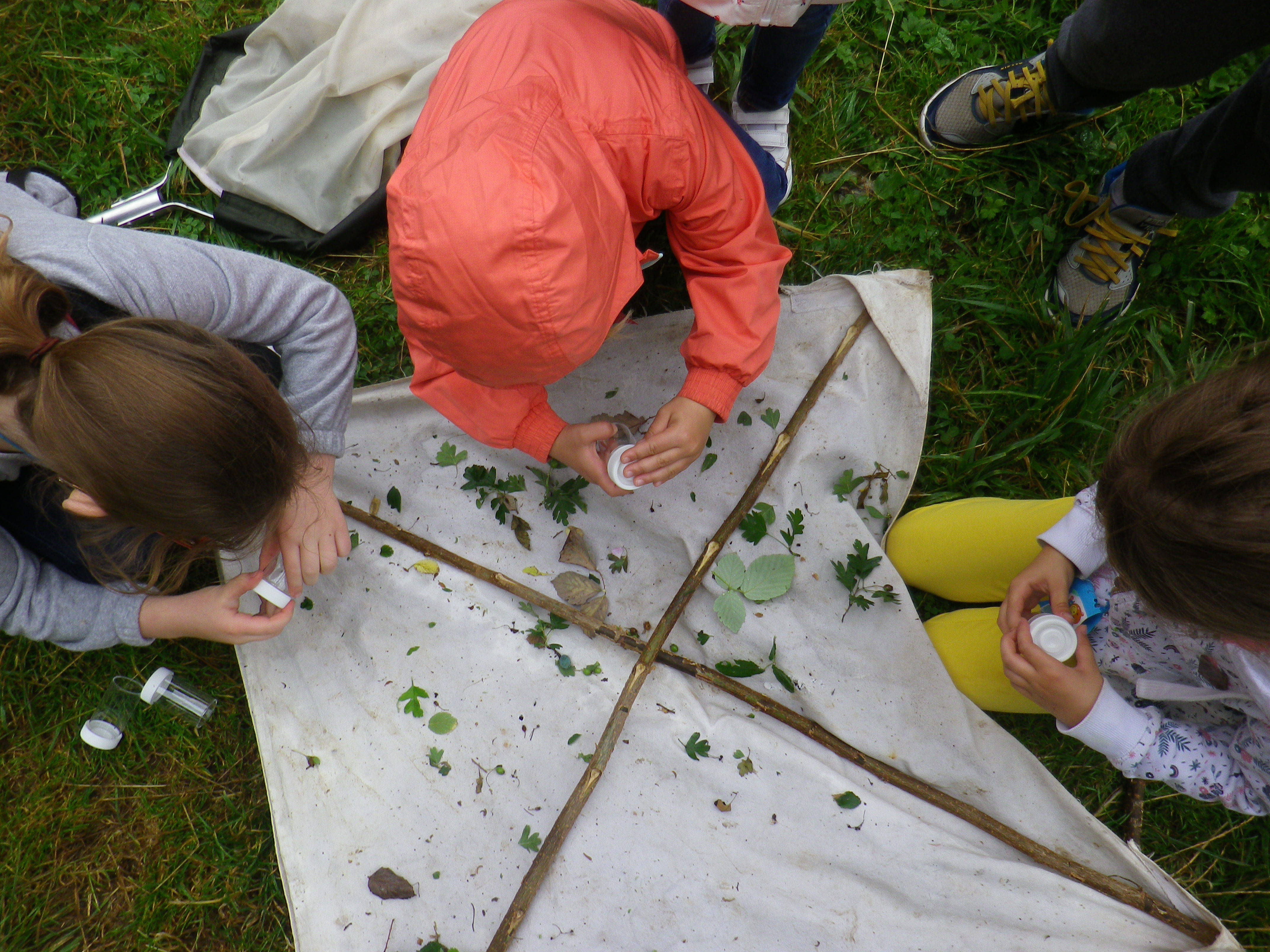 Atelier observation des insectes - 03 mai à 14h